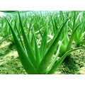 Factory Supply Directly 100% Natural Aloe Extract